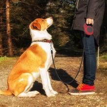 Automatic Retractable Dog Leash – Dual Size Options with Brake & Lock Safety System